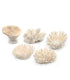 little wonder coral sampler pack 5 pieces